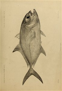 n56_w1150
