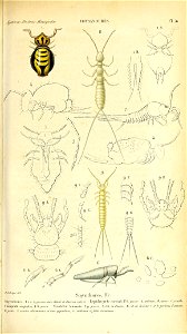 n462_w1150