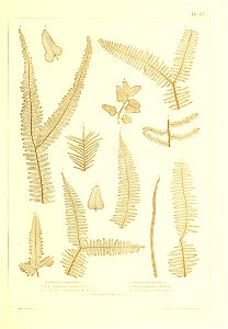 n490_w1150