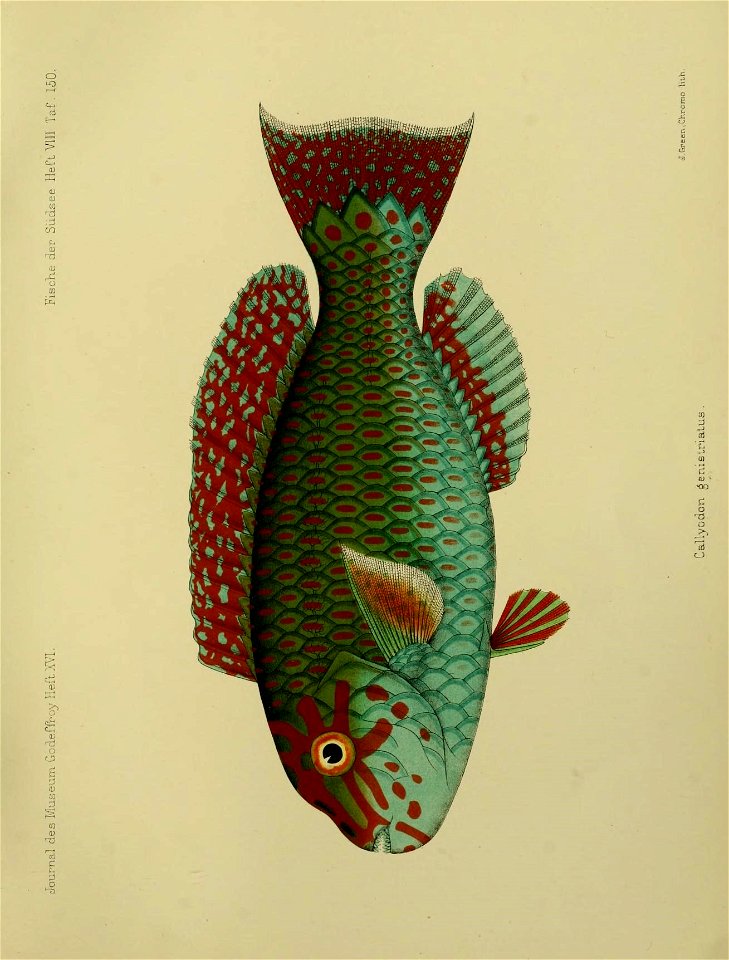 n156_w1150