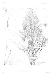 n41_w1150