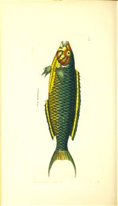 n206_w1150