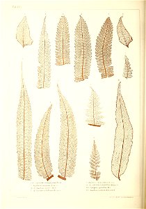 n449_w1150