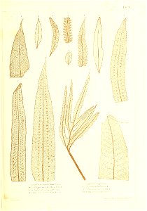 n356_w1150