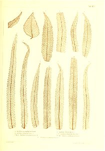 n448_w1150