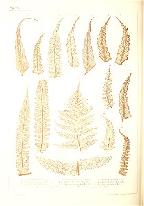 n415_w1150