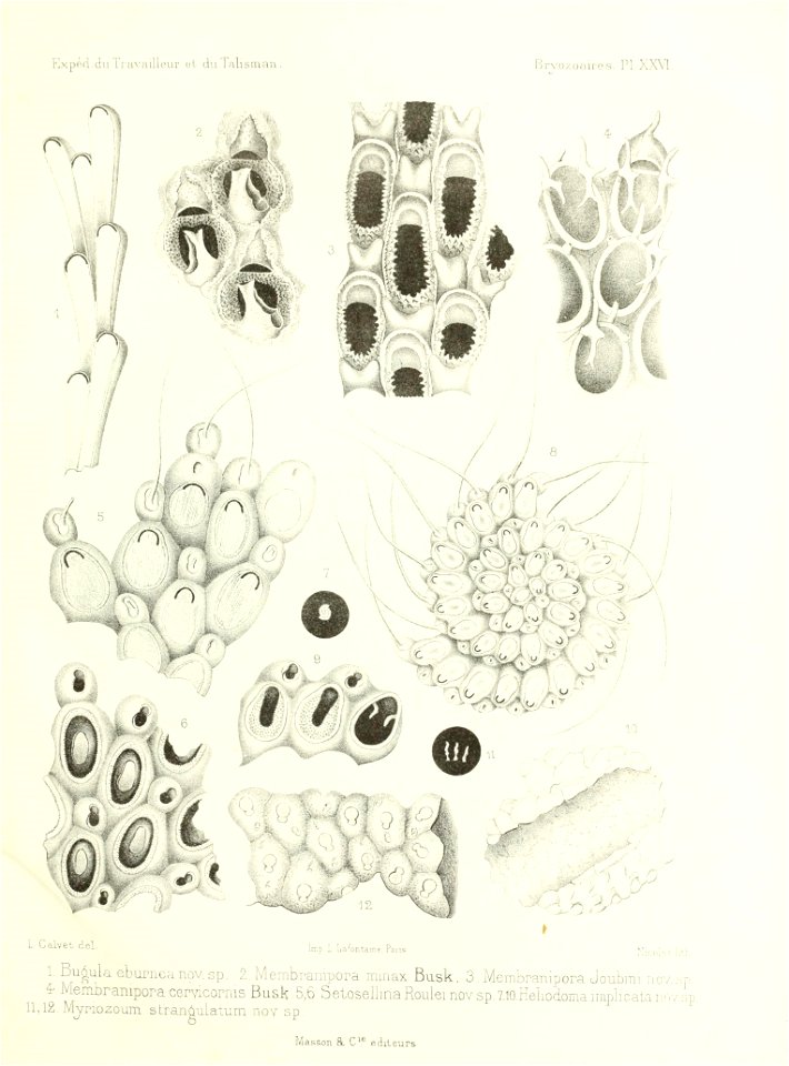 n558_w1150