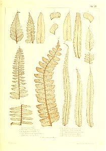 n458_w1150