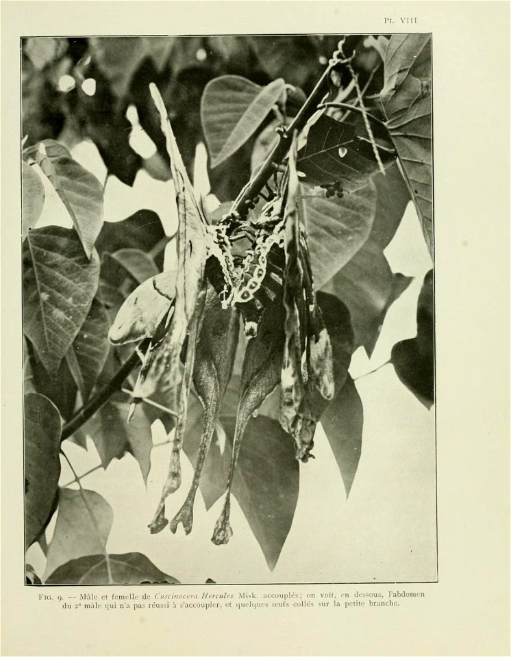 n54_w1150