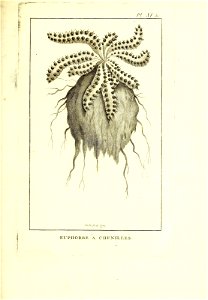 n438_w1150