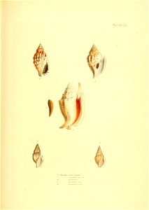 n458_w1150