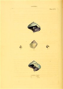 n305_w1150