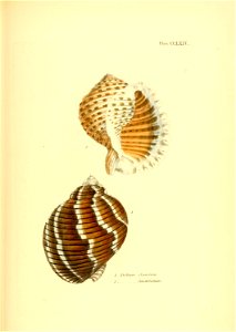 n506_w1150
