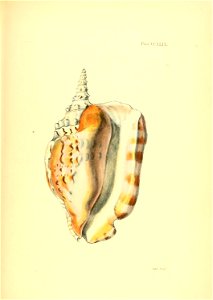n454_w1150