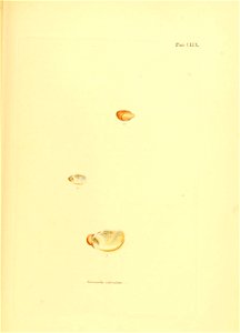 n128_w1150