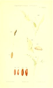 n442_w1150
