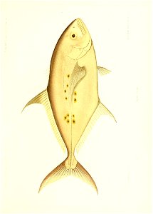 n56_w1150