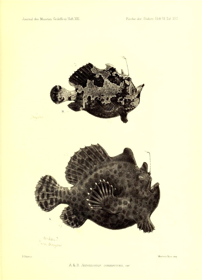 n136_w1150