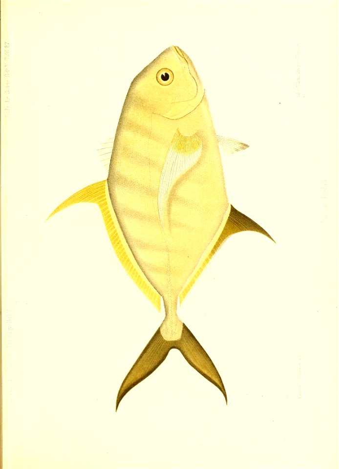 n54_w1150