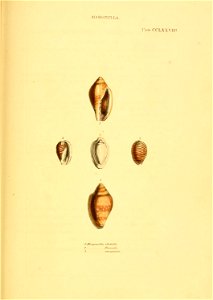 n556_w1150