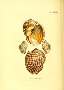 n503_w1150