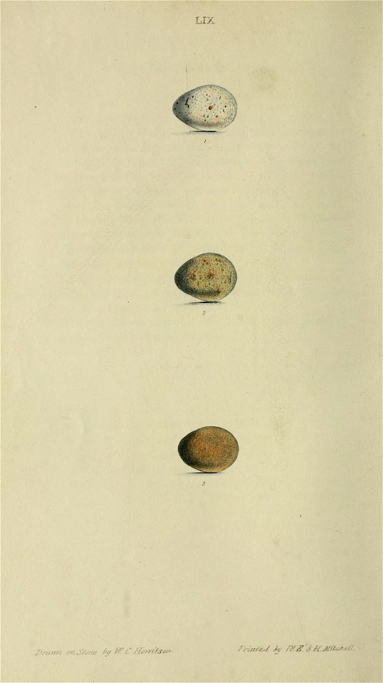 n203_w1150