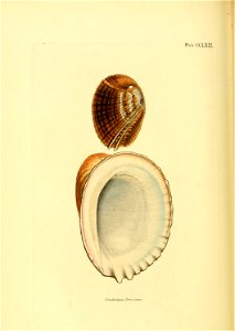 n499_w1150