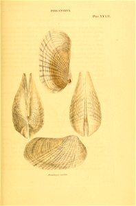 n126_w1150