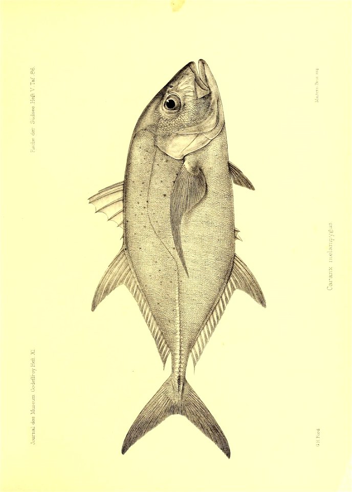 n52_w1150