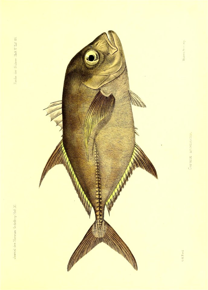 n50_w1150