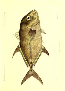 n50_w1150
