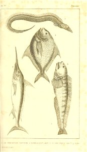 n56_w1150