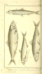n205_w1150