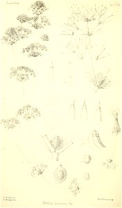 n439_w1150