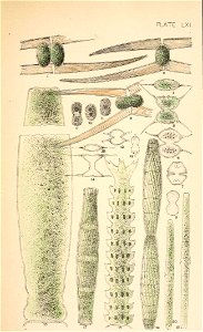 n36_w1150