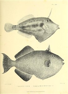 n212_w1150