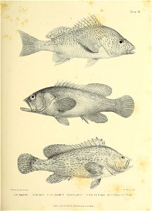 n182_w1150