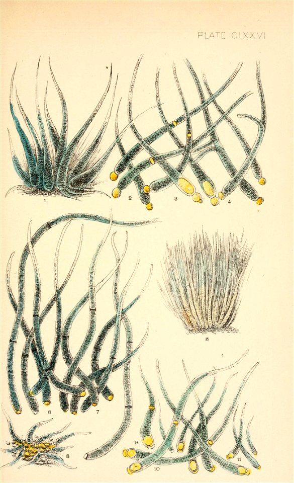 n492_w1150