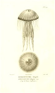 n129_w1150