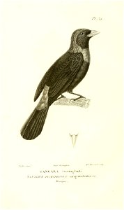 n185_w1150