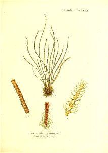n158_w1150