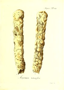 n36_w1150