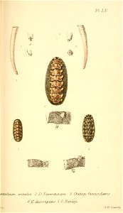 n398_w1150