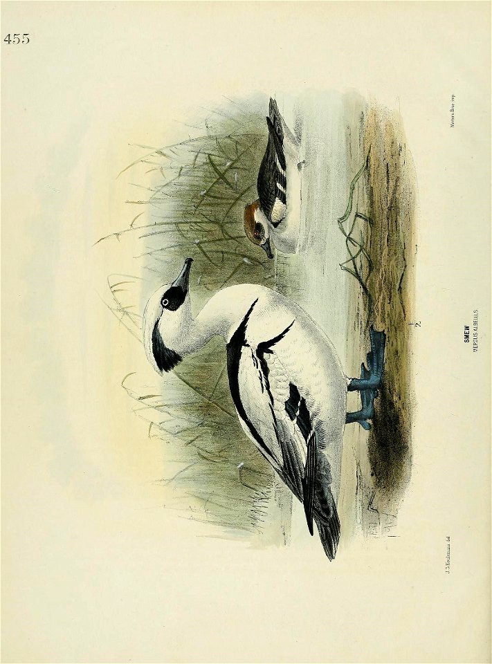 n897_w1150