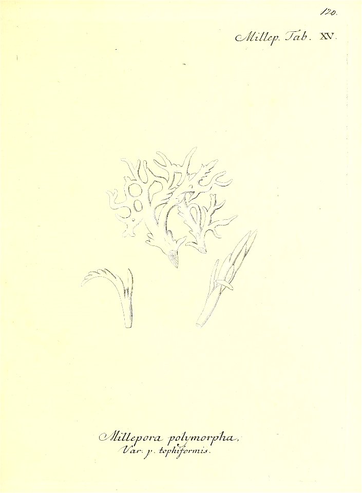 n242_w1150