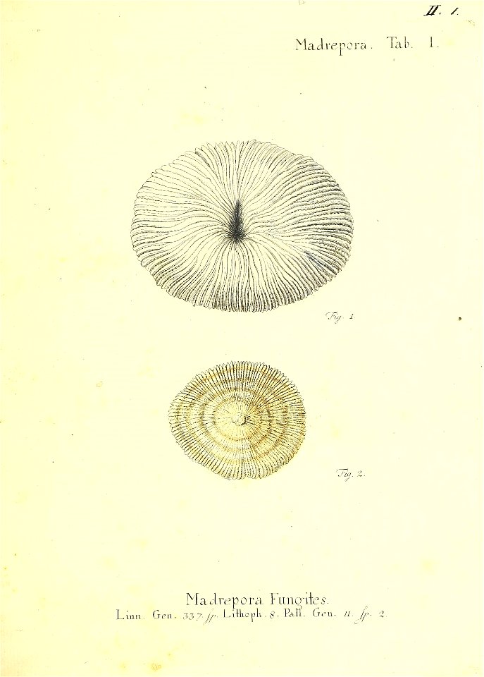 n4_w1150