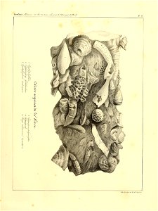 n36_w1150