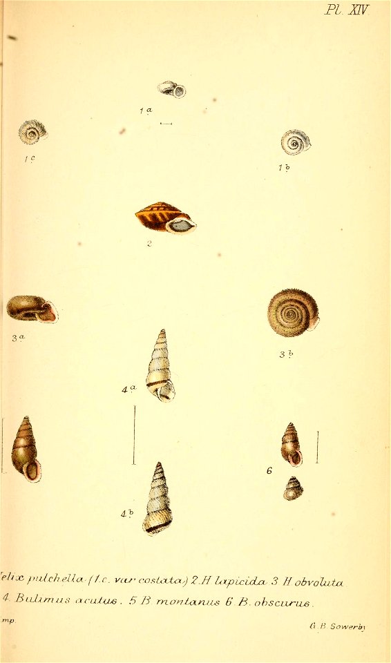 n316_w1150