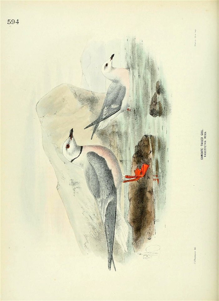 n457_w1150