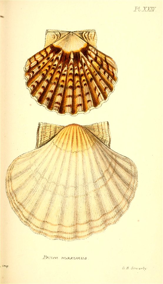 n336_w1150